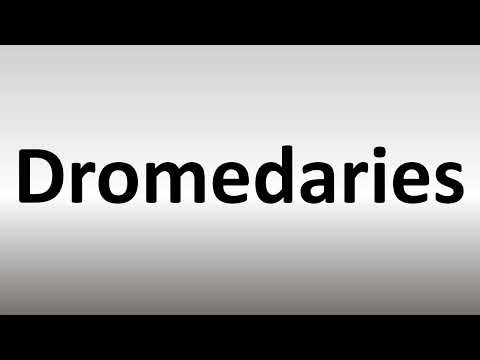 How to Pronounce Dromedaries