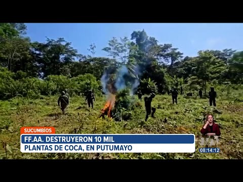 Fuerzas Armadas destruyeron 10 mil plantas de coca en Sucumbíos
