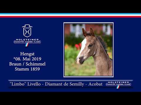 Holsteiner Elite-Fohlenauktion 2019 - Nr. 29 Limbo v. Livello-Diamant de Semilly