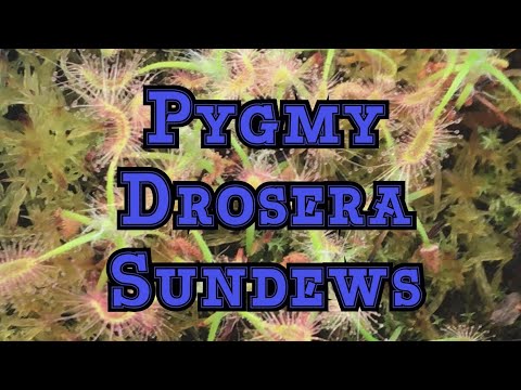 download lagu mp3 mp4 Pygmy Sundew, download lagu Pygmy Sundew gratis, unduh video klip Pygmy Sundew