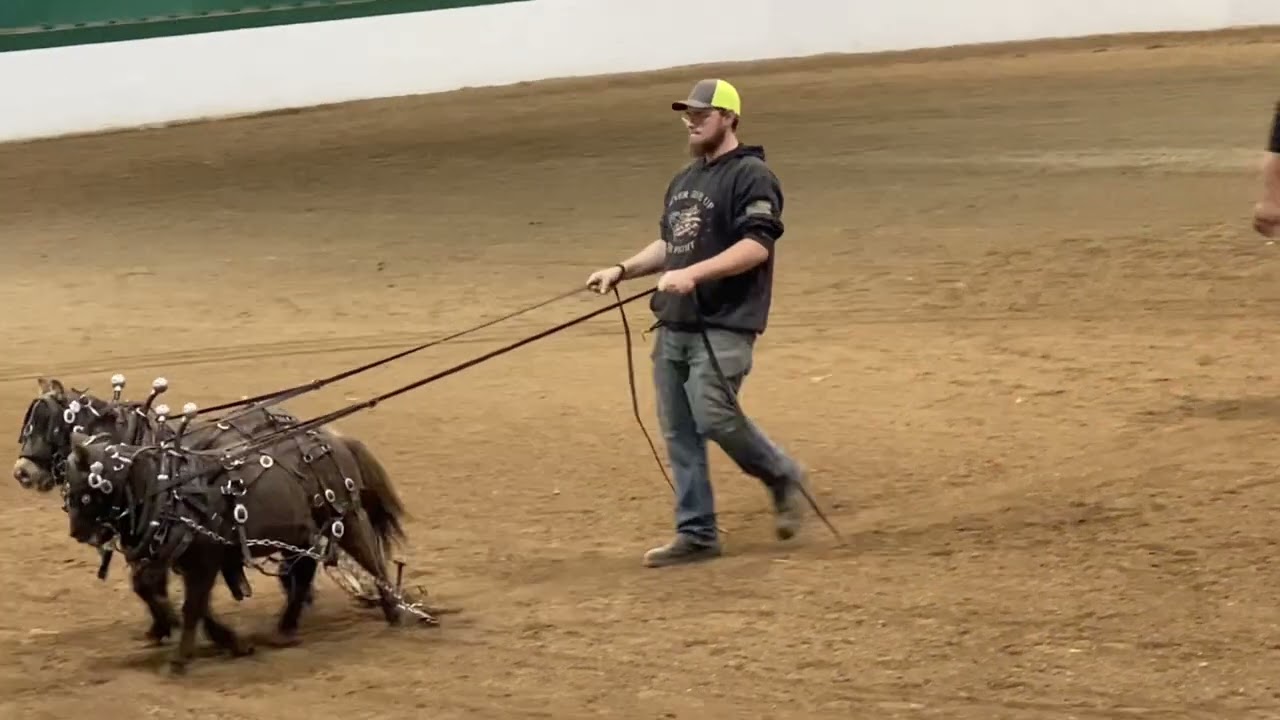 2022 NC State Fair Horses Mini Pony Pull Equestrian Events