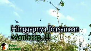 Download lagu Easy way #Edit the sparrows / emprit so alighted at the same time mp3