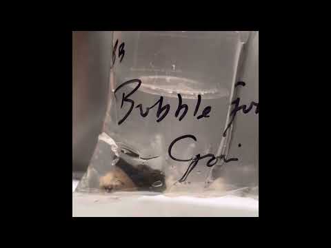 Select SBB corals Video Testimonial #21