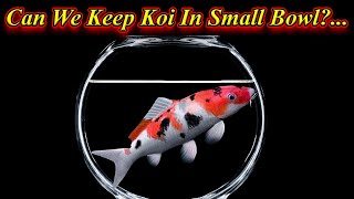 Can We Keep Koi Fish In Small Bowl?... Any Problems And Disease | In Tamil  / Fish Aquarium Tamil