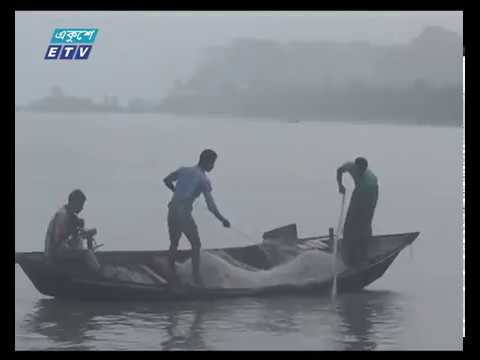 এখনো ধরা পড়ছে প্রচুর মা ইলিশ