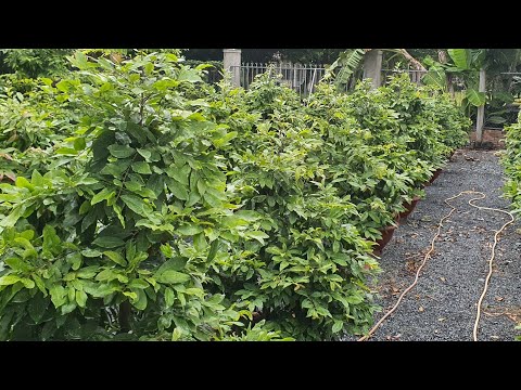 Taking care of potted apricot trees for Tet in the 7th lunar month.