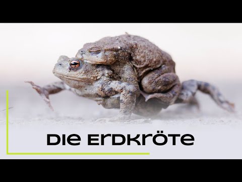 Die Erdkröte - unsere häufigste Kröte im Porträt - Steckbrief