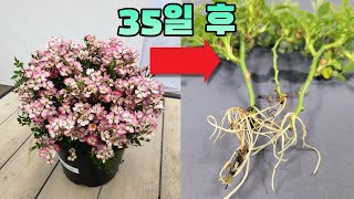 초보 성공률 99% 물삽목, 집에서 하는 가장 쉬운 방법 (feat.큐티파이)