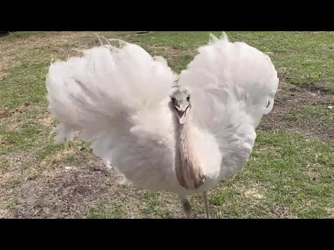 Kevin's Son Charges But Doesn't Attack