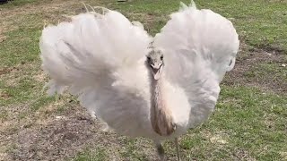 Download lagu Kevin's Son Charges But Doesn't Attack mp3 Download lagu Kevin's Son Charges But Doesn't Attack mp3