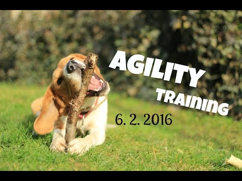 Agility training - 6.2.2016 [Málkov]