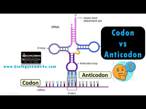 Difference between Codon and Anticodon with examples
