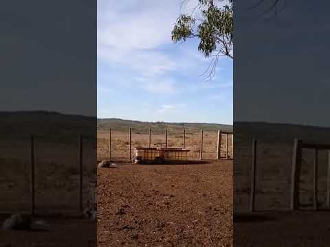 FILMARON UN OVNI A PLENA LUZ DEL DÍA EN CERRO LARGO