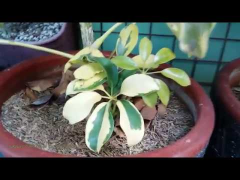 download lagu mp3 mp4 Variegated Schefflera, download lagu Variegated Schefflera gratis, unduh video klip Variegated Schefflera