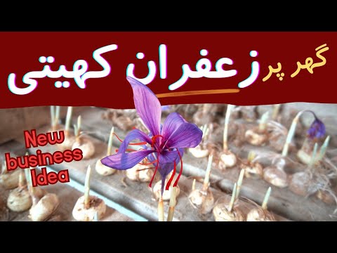 Saffron farming New unique business idea 2024 | zafran ki kasht in pakistan