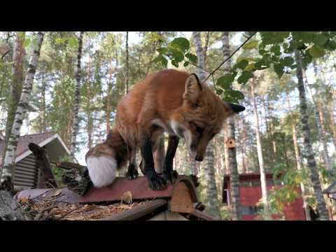 Алиса - лиса. Архив 2019 год. Прогулки вредной лисы.