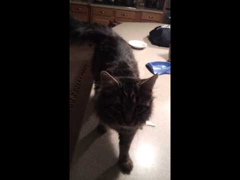 Maine coon is loyal to his owner