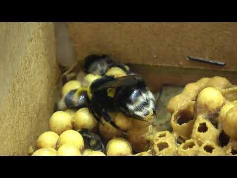 Queen Bumblebee Laying Eggs (1/3) - Buff-tailed Bumblebee (Bombus terrestris) | POLISH BUMBLEBEE