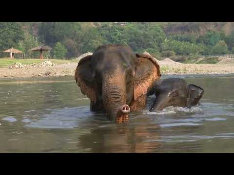 Elephant Nervous To Her First Time River - ElephantNews