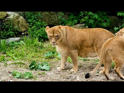 The Strongest LION PRIDE in Luangwa Valley