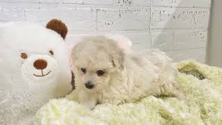 ハーフ犬の動画01