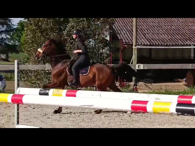 Opportunité Exceptionnelle : Hongre GP 130 ,14900€
