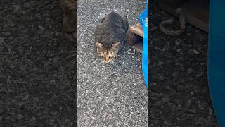 ボス猫に魚あげた