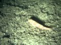 ILUMINATOR FORMAWATER UNDERWATER DIVING LAMP