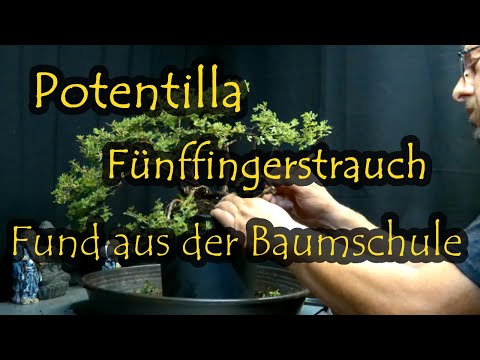 Potentilla Fünffingerstrauch. Fund aus der Baumschule
