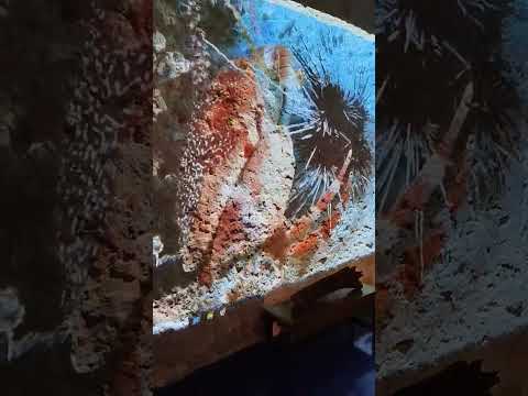 Aquarium del Centro Historico - Habana Vieja