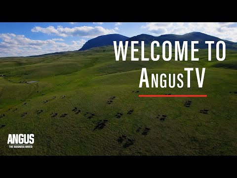 Jornada Técnica Angus Virtual inicia nesta terça-feira - Angus.Org