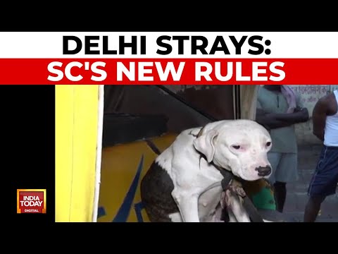 Delhi Stray Dogs: SC Mandates Sterilization and Release; Rabid Dogs Exempted | India Today News