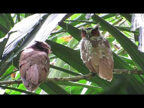 Crested Owl — Lophostrix cristata — hlas a video