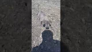 Neapolitan Mastiff Puppies Videos