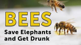 BEES ARE AMAZING! 10 Incredible, Amazing, & Obscure Facts About Bees You Never Knew
