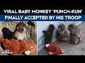 Punch Kun Monkey Viral Baby Monkey Punch Finally Accepted By His Troop With Heartwarming Hug