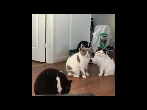 Fat Cats Battle