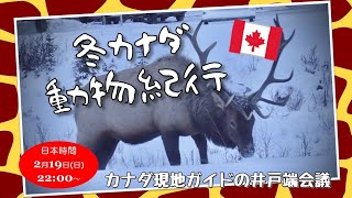 第70回 冬カナダ 動物紀行
