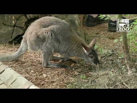 Wallabies Explore Their New Habitat - Cincinnati Zoo