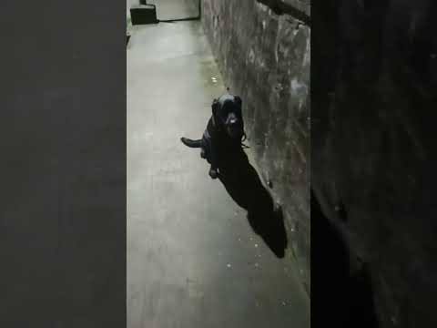 Off Leash + Distance Control (Sit & Down) + Stay in Busy Distractions + Recall. Perfect Full Trained