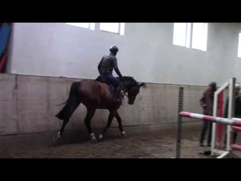 SOLD-Gelding 5yrs old By Diarado/Diamant De Semilly