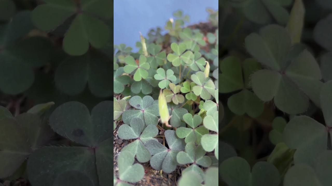 Planta que dispara semente! (Autocoria) #shortpants #shorts #short #shortshorts #curiosidades #enem