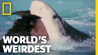 World's Weirdest - Albatross vs. Shark