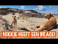 De brace voor Nikkie is af | DierenpraatTV