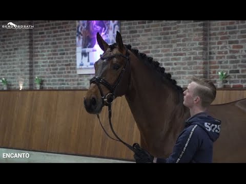 Encanto *2019 von Escolar x Sandro Hit | Sosath Hengstschau 2022