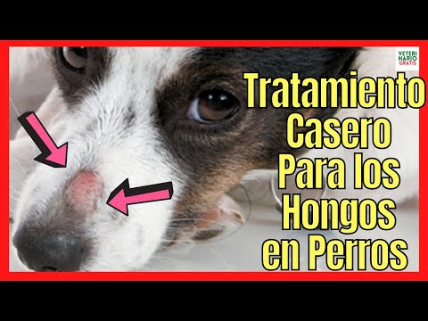 💚 Home Treatment for Fungal Skin Infections in Dogs 💚 (And Cats)