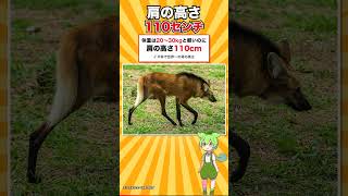 オオカミでもキツネでもない足の長すぎるイヌ #shorts