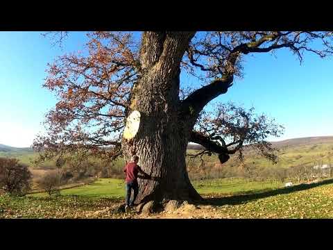 ACUM 615 ani, se planta aici un STEJAR la Posmus