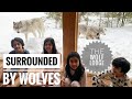 THE WOLF CABIN "WOLF LODGE" AT PARC OMEGA. MONTEBELLO, QUEBEC - 2021. SLEEPING WITH WOLVES.