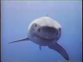 Stephen Arrington diving with Great White Sharks